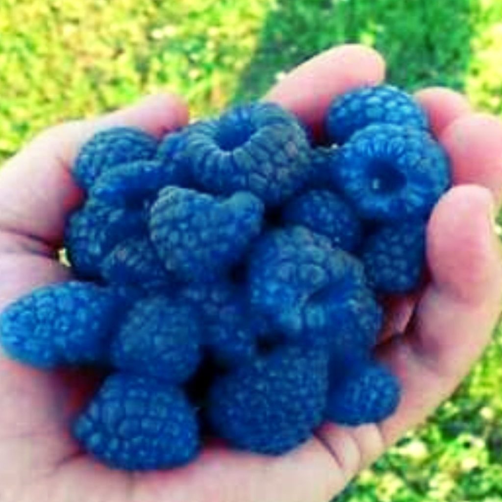 Blue Snacks - Blue Raspberries