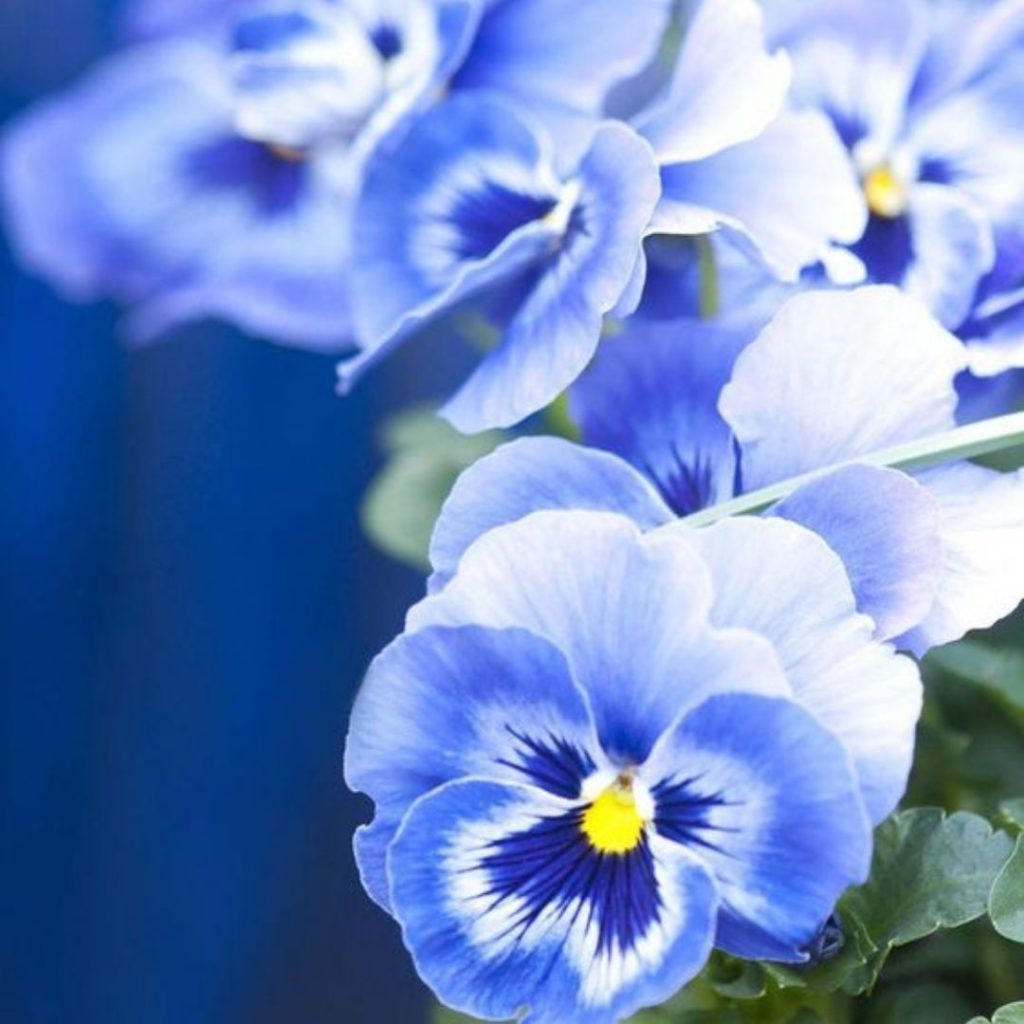 Blue Snacks - Blue pansies