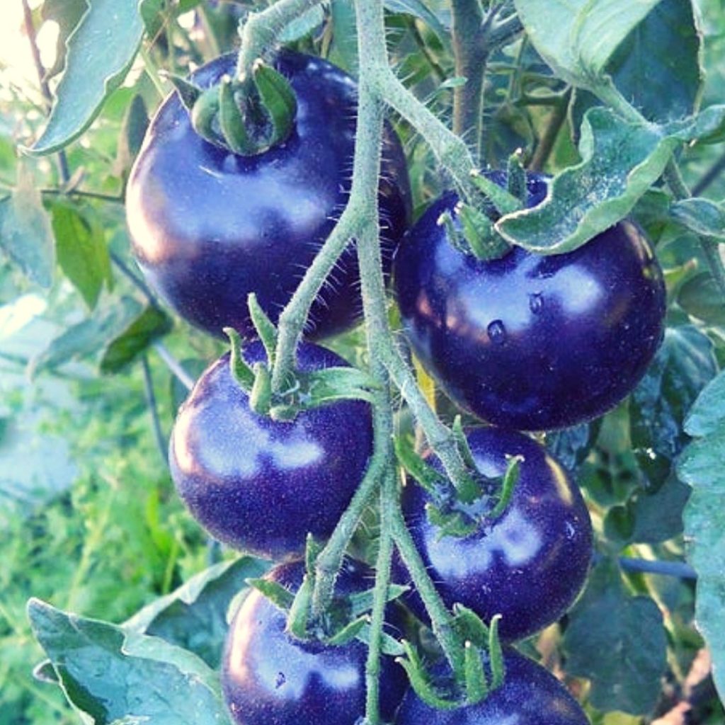 Blue fruits and vegetables - Blue tomato