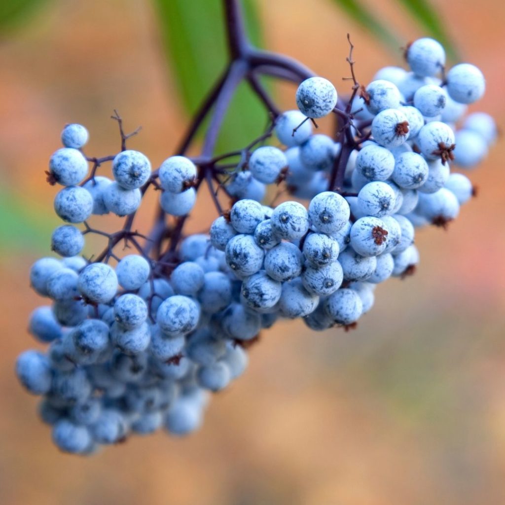 Blue Snacks - Elderberries