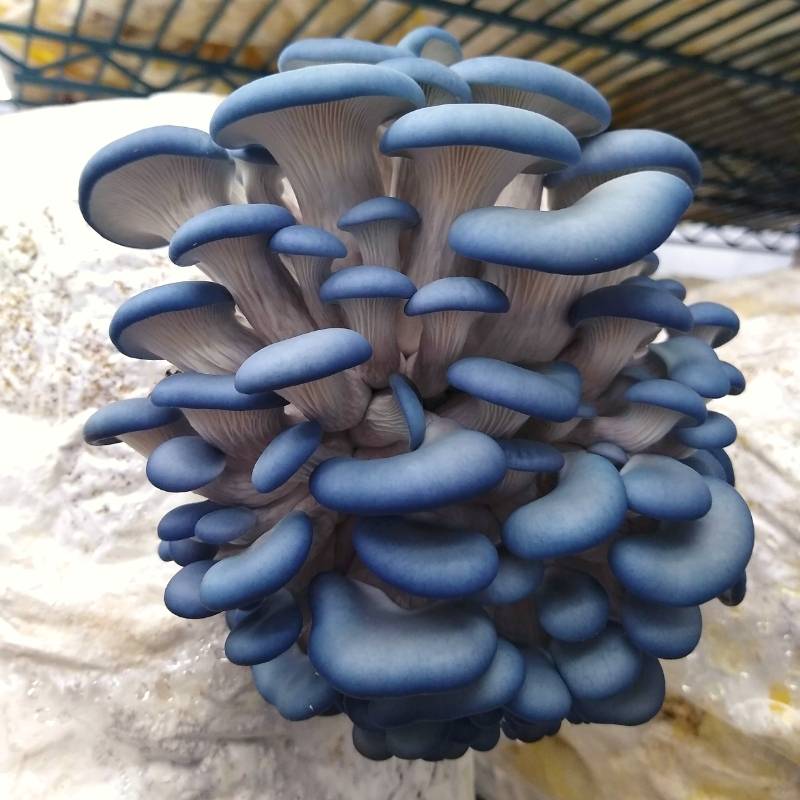 Naturally Blue Foods - Blue Oyster Mushrooms