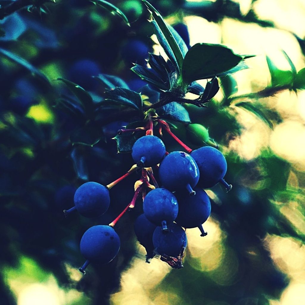 Blue fruits and vegetables - Blue Marble Tree Fruit