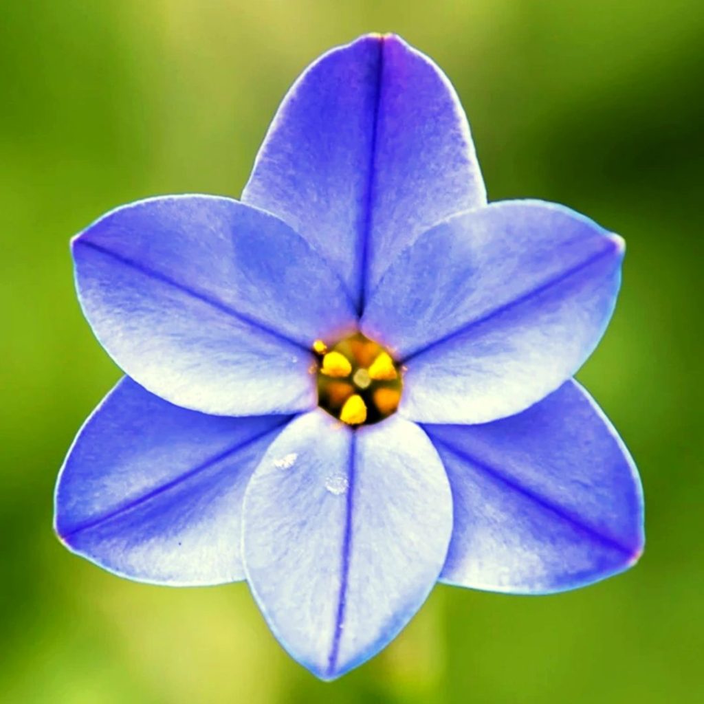 Blue-Foods-Blue-Starflowers