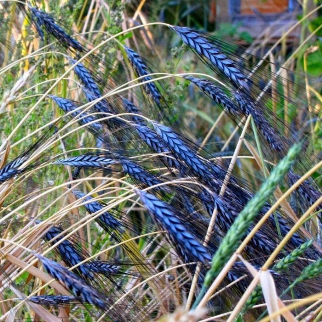 Blue fruits and vegetables - Utrecht Blue Wheat