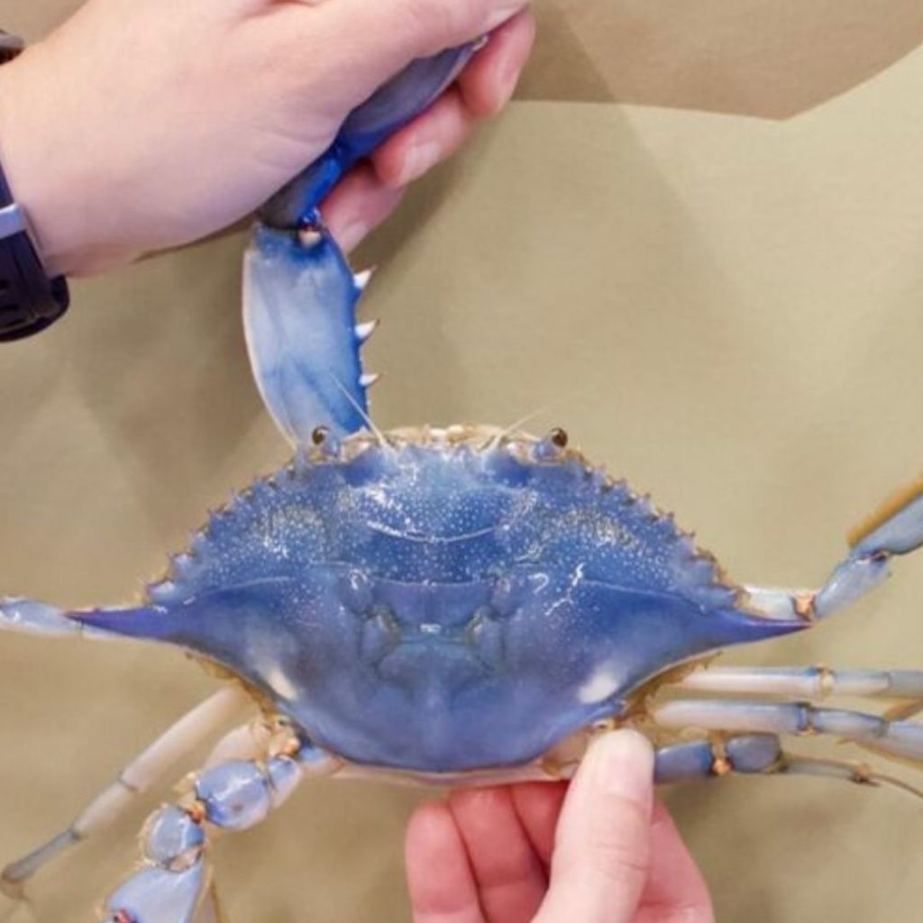 Naturally blue foods - Blue Crab