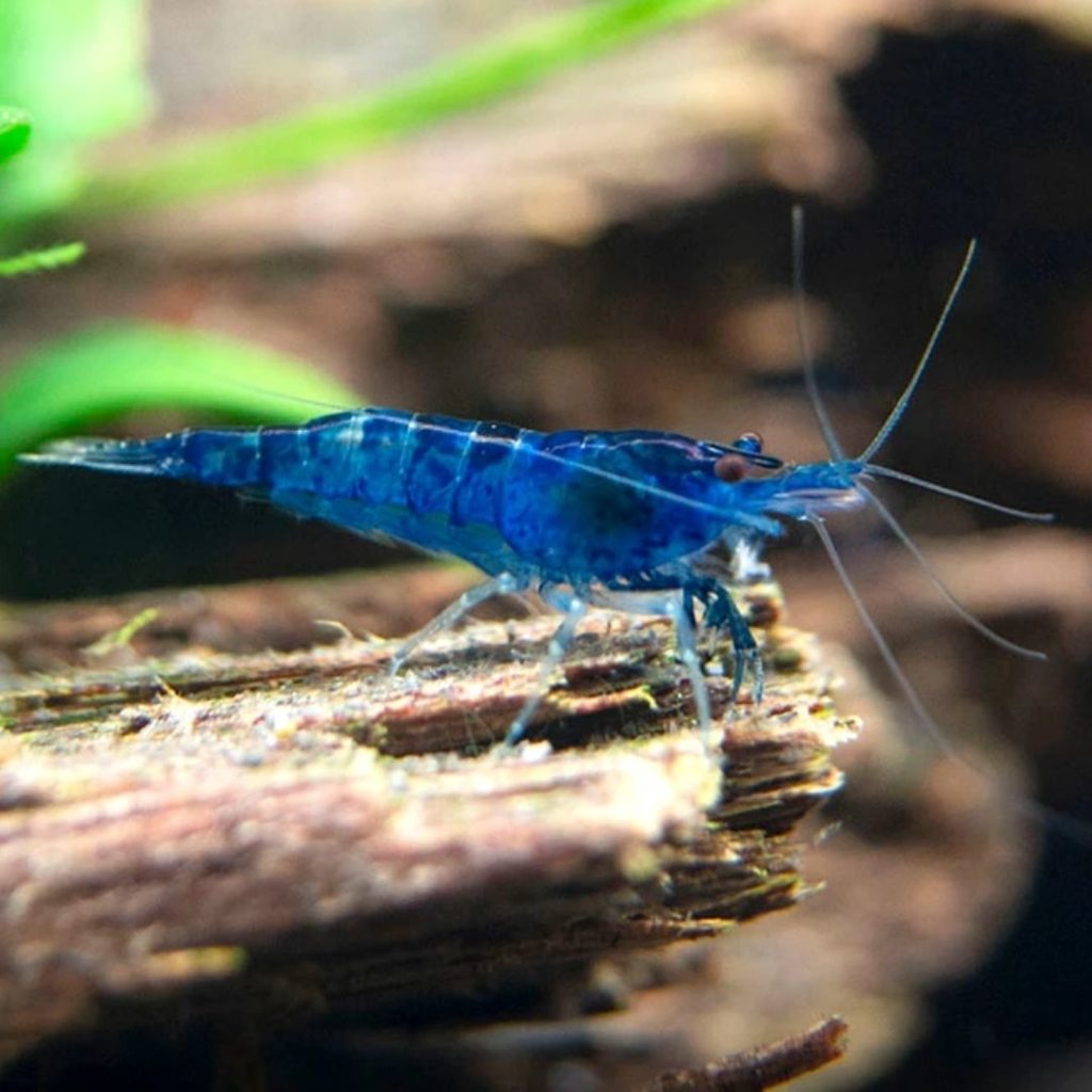 Blue-Foods-blue-shrimp