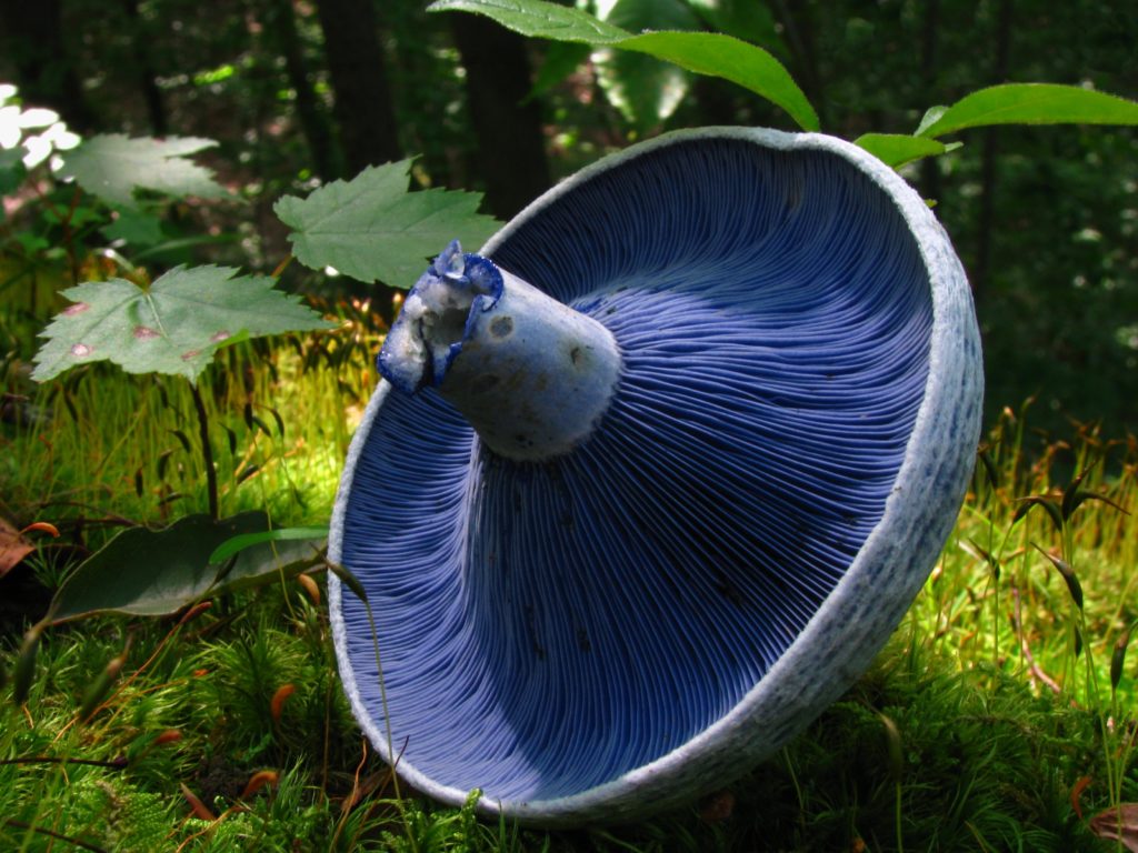Blue Foods - Indigo Mushroom