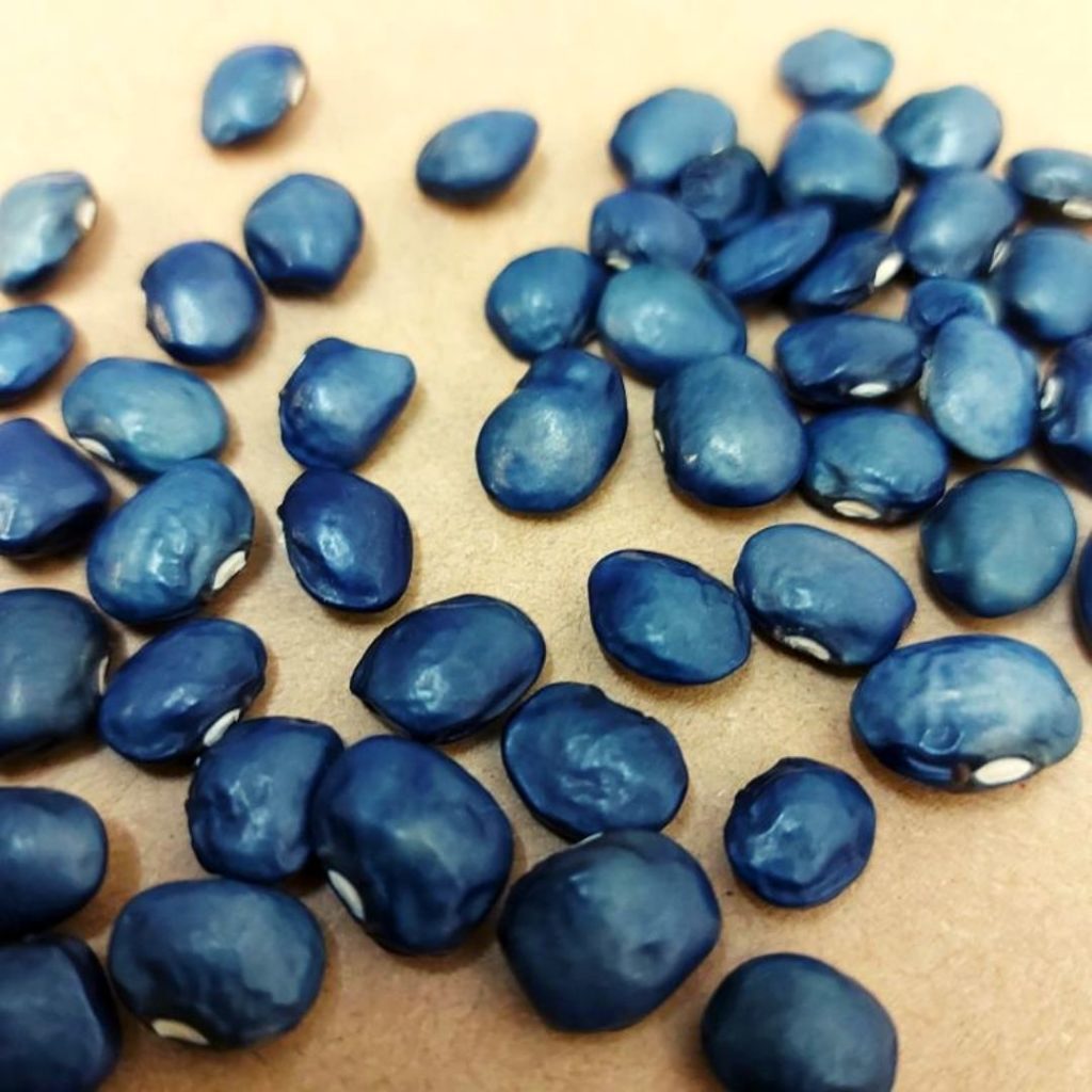 Blue fruits and vegetables - Blue Beans