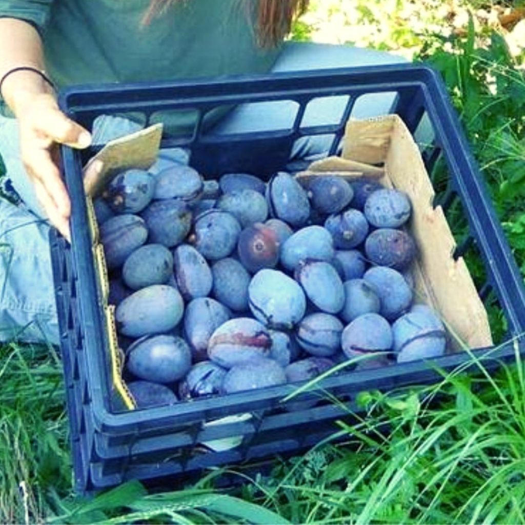 Fruta azul - mangos azules
