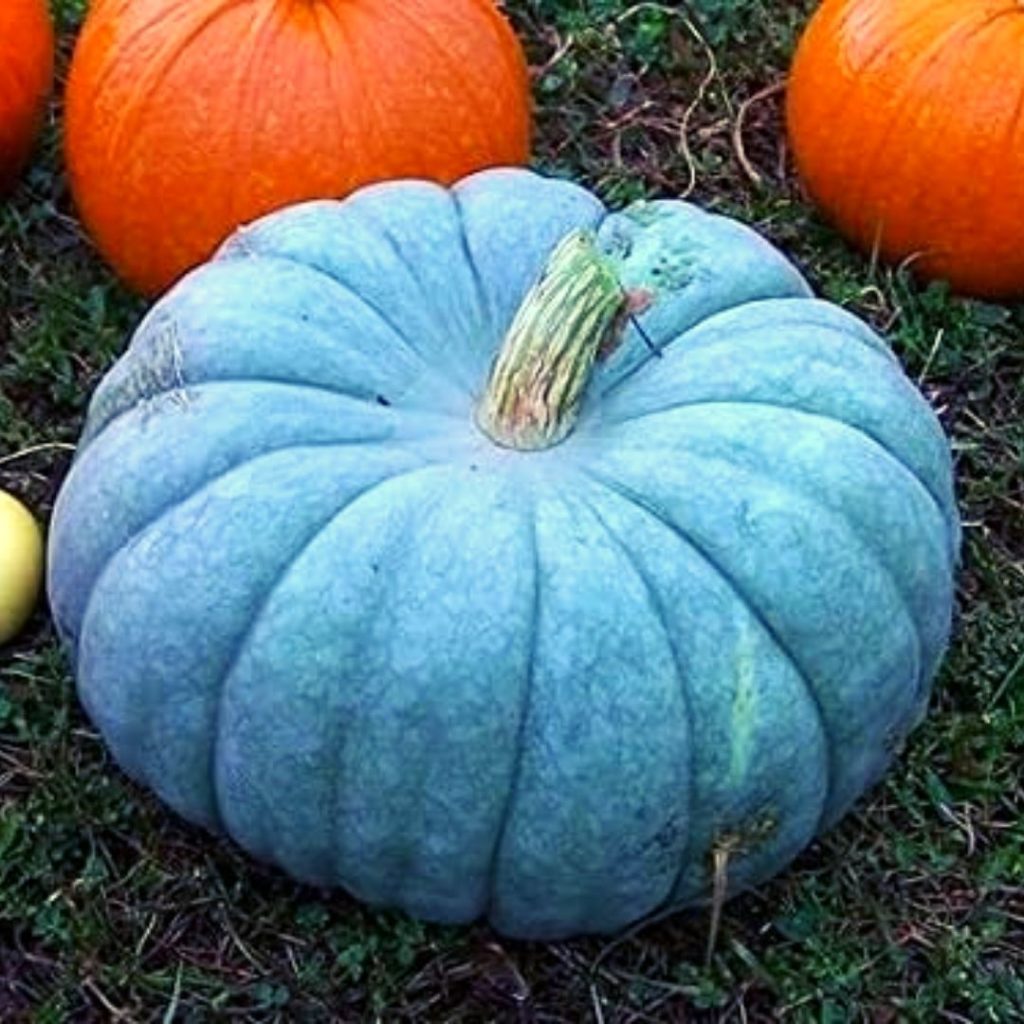 Blue fruits and vegetables - Blue Pumpkin