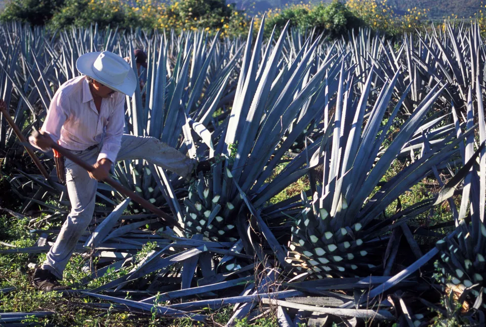 Blue fruits and vegetables - Agave fruit