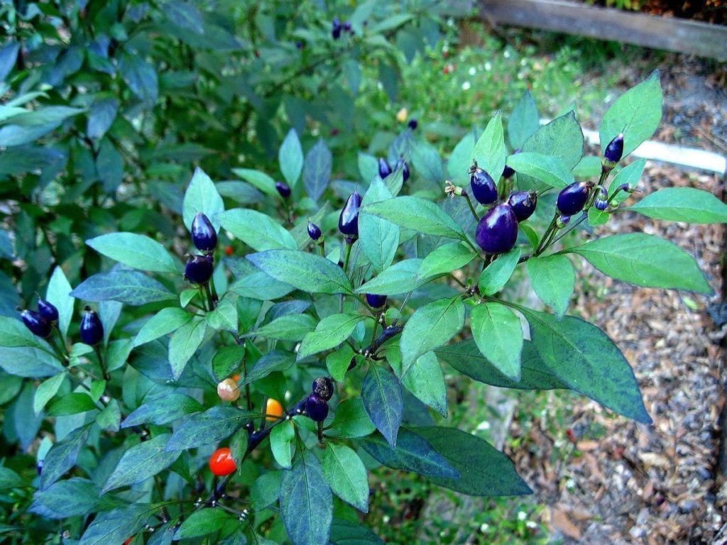 Blue fruits and vegetables - Filius Blue Pepper