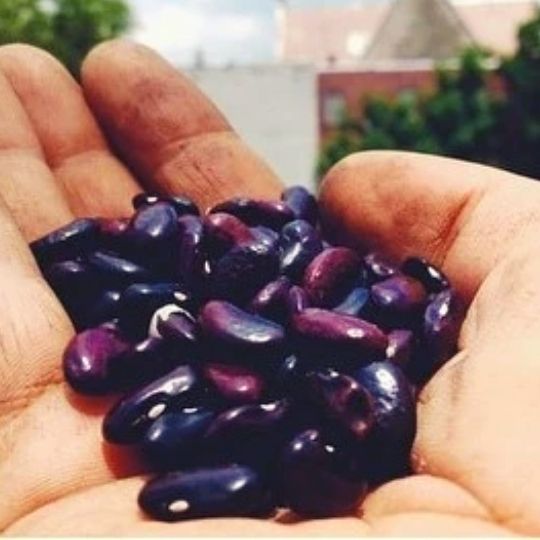 Purple Foods - Purple kingsessing bean