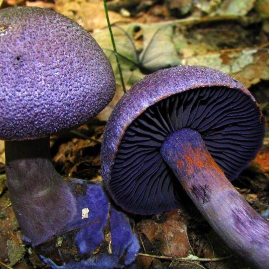 Purple Foods - purple mushrooms
