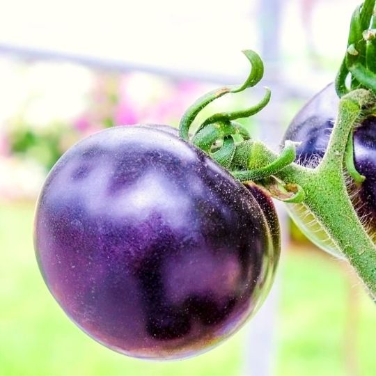 Purple Foods - purple tomato