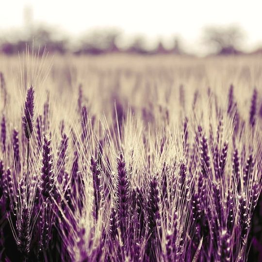 Purple Foods - purple wheat