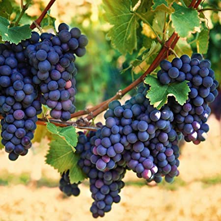 Blue Foods - Concord Grapes