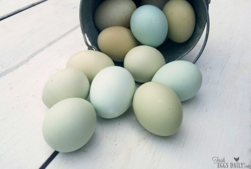 Blue-Foods-Blue-Eggs