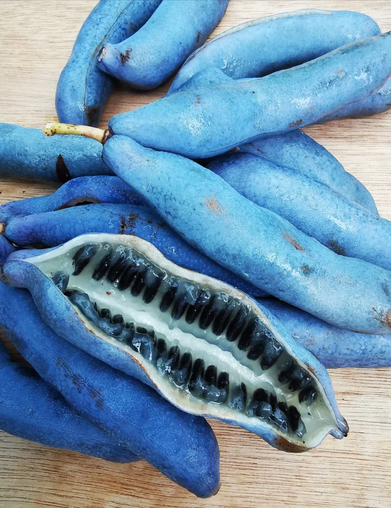 Blue fruits and vegetables- Blue Sausage Fruit