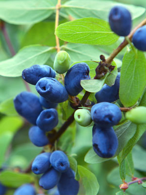 Blue fruits and vegetables- Honeyberry