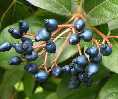 Blue fruits and vegetables - Laurestine