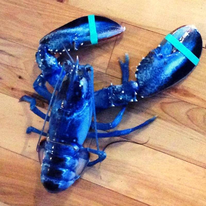 Naturally Blue Foods - Blue Lobster