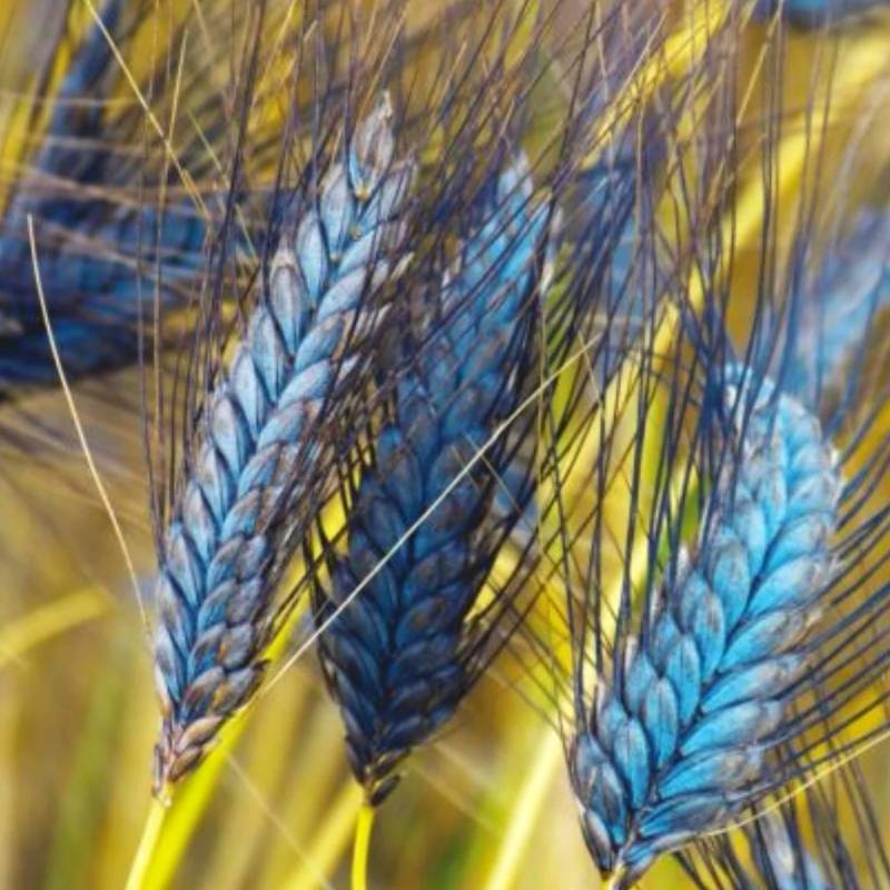 Naturally Blue Foods - Blue Wheat