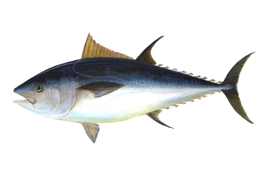 Naturally Blue Foods - Bluefin tuna