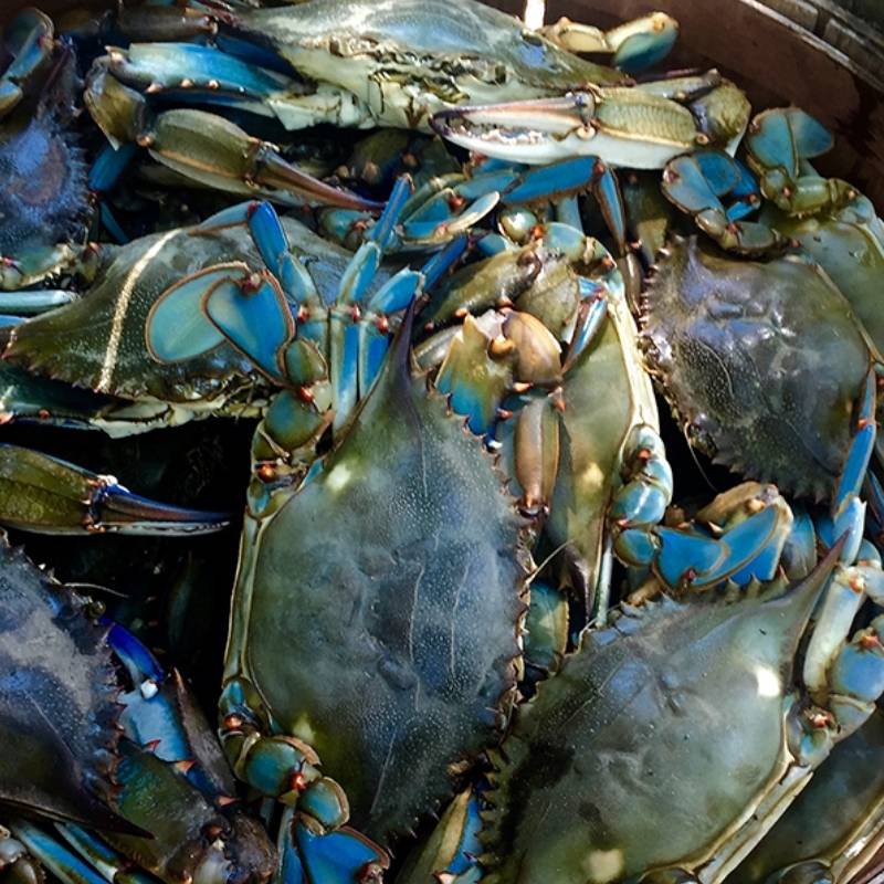 Naturally Blue Foods - Chesapeake Blue Crab