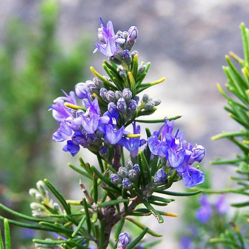 Naturally Blue Foods - Tuscan Blue Rosemary