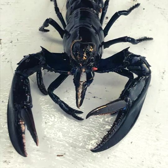 black foods - black lobster