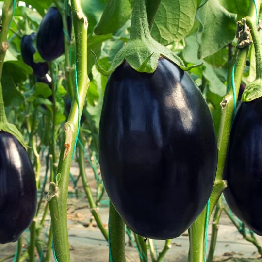 black foods - eggplant