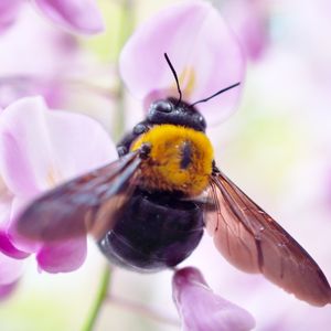 Does Homeowners Insurance Cover Carpenter Bee Damage - Carpenter Bee